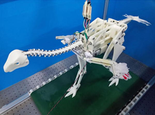 WORKOUT A life-size Caudipteryx robot on a treadmill allowed researchers to investigate whether a running motion might cause the dinosaur’s wings to passively flap. Y.S. TALORI ET AL/PLOS COMPUTATIONAL BIOLOGY 2019