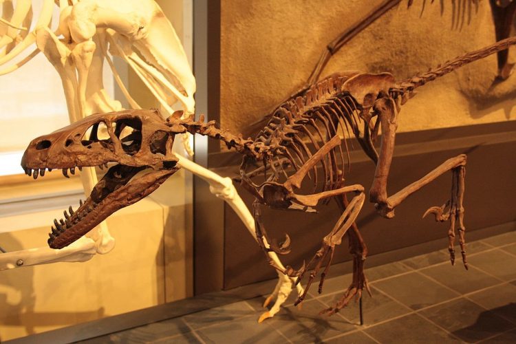 Velociraptor skeleton by shankar s.