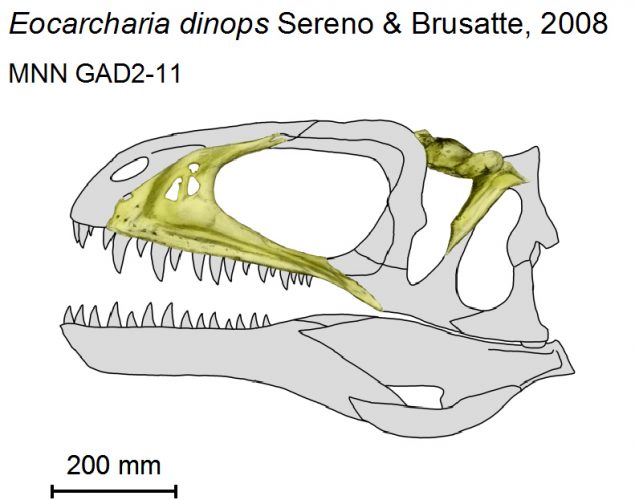 Eocarcharia dinops, a carcharodontosaurid theropod from the Middle Cretaceous of Niger, skull reconstruction based on refered specimens described by Sereno et Brusatte, 2008, and related genus Acrocanthosaurus, pencil drawing, digital coloring. Author: Nobu Tamura