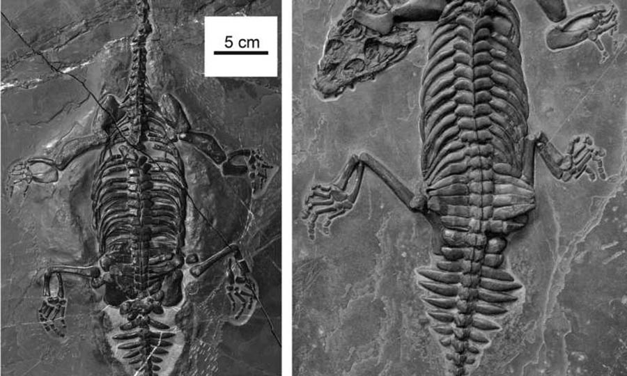 Ancient history latest: A new bone in in the middle ear, called the stapes, stunned researchers (Image: Qing-Hua Shang, Xiao-Chun Wu and Chun, Journal of Vertebrate Paleontology)