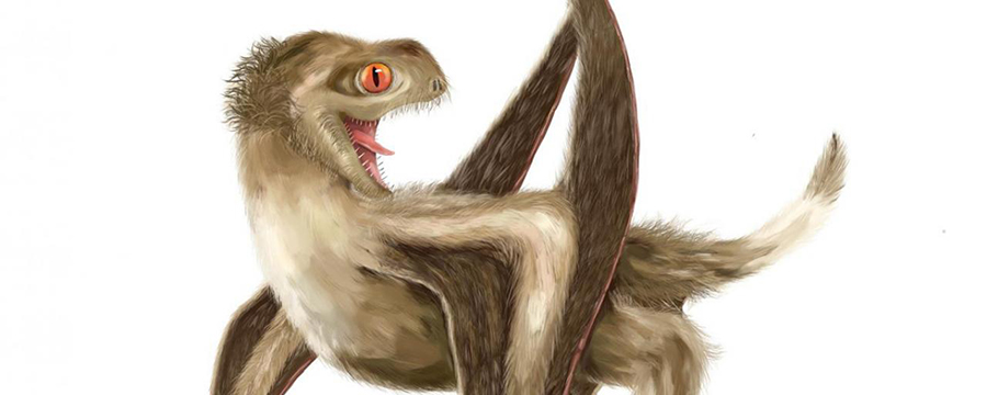 Image: Reconstruction of the studied pterosaur, with four different feather types over its head, neck, body, and wings, and a generally ginger-brown color. Credit: Reconstruction by Yuan Zhang.