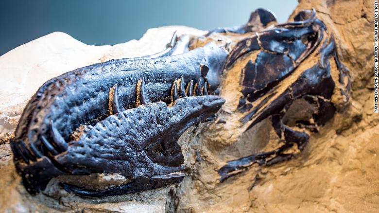 The T. rex skull shows evidence of broken teeth.