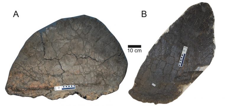 A comparison of the largest wide plate (A) next to the largest tall plate (B) of the studied Stegosaurus mjosi plates.