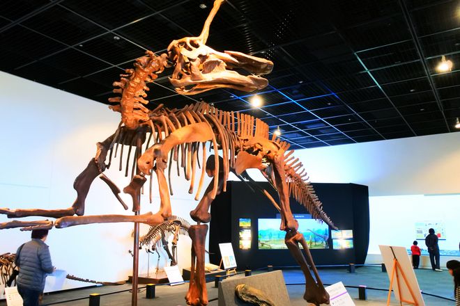 A complete skeleton of a Tsintaosaurus is displayed on March 17 at a special exhibition at the Fukui Prefectural Dinosaur Museum in Katsuyama, Fukui Prefecture. (Ryo Kageyama)