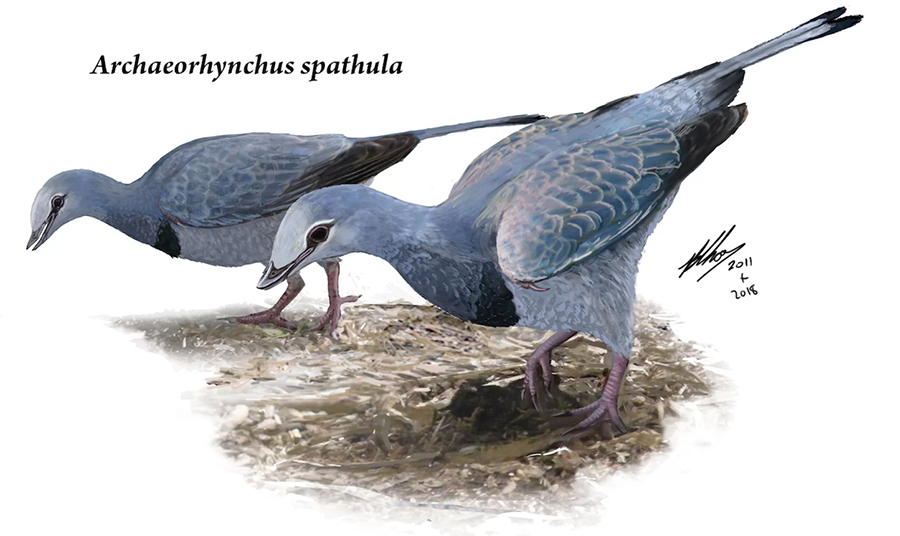 An artist's interpretation of the dinosaur-era bird Archaeorhynchus spathula, which was a bit larger than a modern pigeon. Credit: Brian Choo