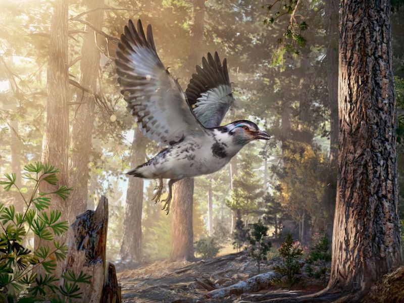 An artist’s impression of the prehistoric bird from the early Cretaceous period that retained some pretty dino-like features. (Illustration: Chung-Tat Cheung/PNAS)  Read more: https://www.smithsonianmag.com/smithsonianmag/127-million-year-old-fossil-links-dinosaur-and-bird-evolution-180970405/#qhmEL4mj54vei3pK.99 Give the gift of Smithsonian magazine for only $12! http://bit.ly/1cGUiGv Follow us: @SmithsonianMag on Twitter