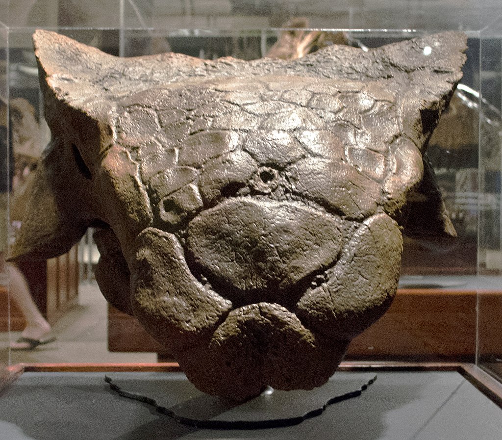 Cast of Ankylosaurus skull (AMNH 5214) in front view, Museum of the Rockies