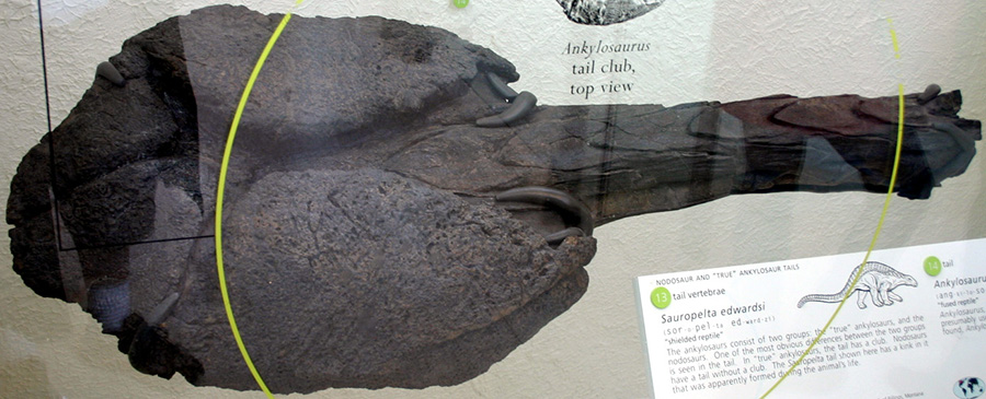 Only known tail club (AMNH 5214), American Museum of Natural History