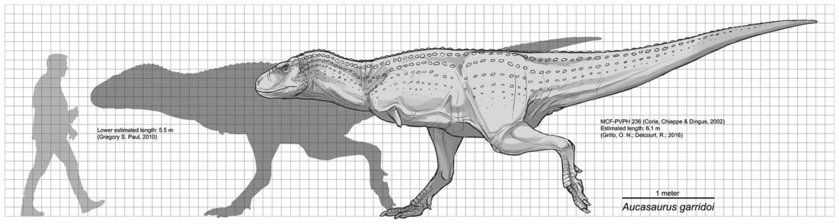 Aucasaurus garridoi scale diagram