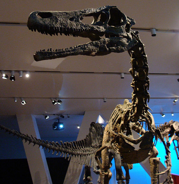 Reconstructed Austroraptor skeleton displayed at the Royal Ontario Museum, Toronto, Canada. 
