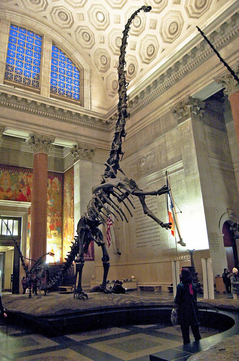 The official postcard (of the American Museum of Natural History) says this is a Barosaurus, and that "this unique freestanding mount is the only Barosaurus on view in the world". This was true until the installation of another Barosaurus specimen at the Royal Ontario Museum. The adult specimen pictured is AMNH 6341, classified as Barosaurus lentus. The juvenile specimen (AMNH 7530), originally classified as a juvenile Barosaurus, has since been reclassified as a specimen of Kaatedocus siberi.