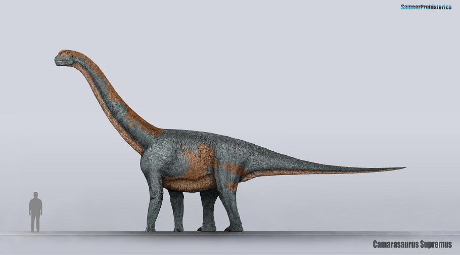 Camarasaurus Size 78 9 516 (1 Today) By SameerPrehistorica  