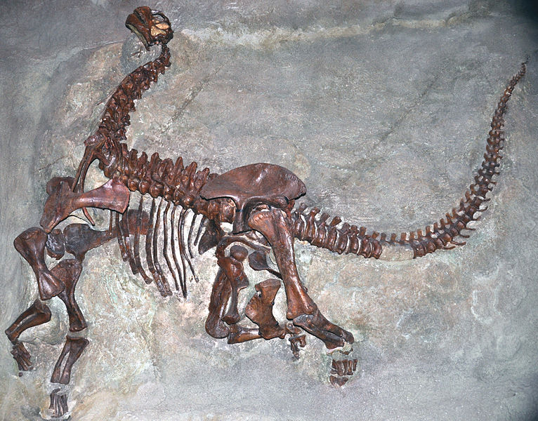 The first known complete skeleton, C. lentus, in a "death pose"