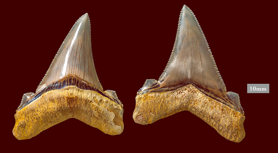 Carcharocles angustidens teeth. Image credit: Museums Victoria.