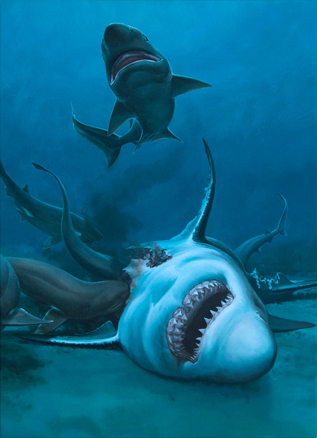 Carcharocles angustidens being feasted upon by several sixgill sharks. Image credit: Museums Victoria.