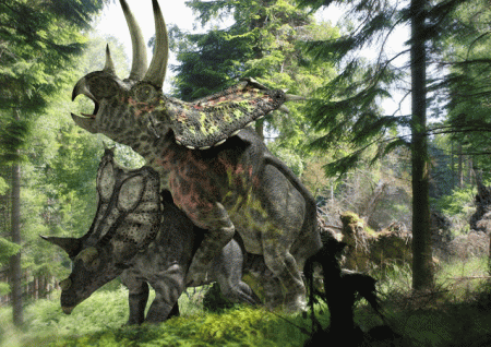 Ceratopsians in action…
