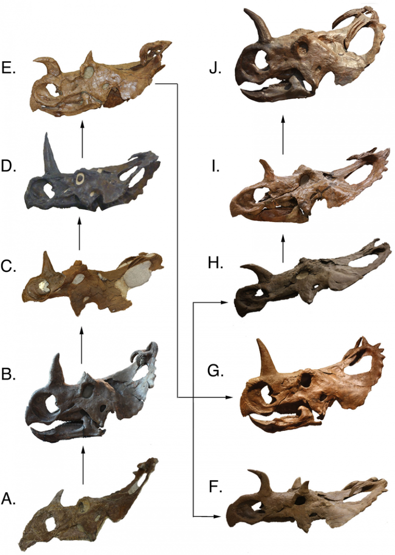 Complete skulls arranged in ontogenetic order. Complete skulls arranged in ontogenetic order. Complete Centrosaurus skulls in lateral view arranged in ontogenetic order from the relatively least mature to the relatively most mature specimens, based on the reduced multistate tree. Skulls are not to scale. (A) TMP 1992.082.0001; (B) ROM 767; (C) TMP 1994.182.0001, (D) AMNH FARB 5351, (E) CMN 348; (F) UALVP 11735; (G) USNM 8897; (H) TMP 1997.085.0001; (I) CMN 8795; (J) YPM 2015. Images of TMP 1994.182.0001, AMNH FARB 5351, and CMN 8795 are reversed (mirrored). AMNH FARB 5351 and TMP 1997.085.0001 are represented here by casts. Division of Vertebrate Paleontology, YPM 2015. Courtesy of the Peabody Museum of Natural History, Yale University, New Haven, Connecticut, USA. Joseph A. Frederickson​, Allison R. Tumarkin-Deratzian