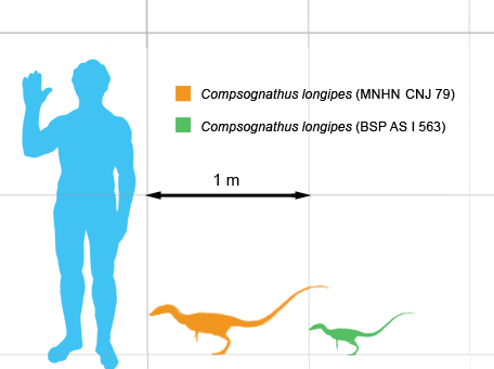 Size comparison of the French (orange) and German (green) specimens, with a human
