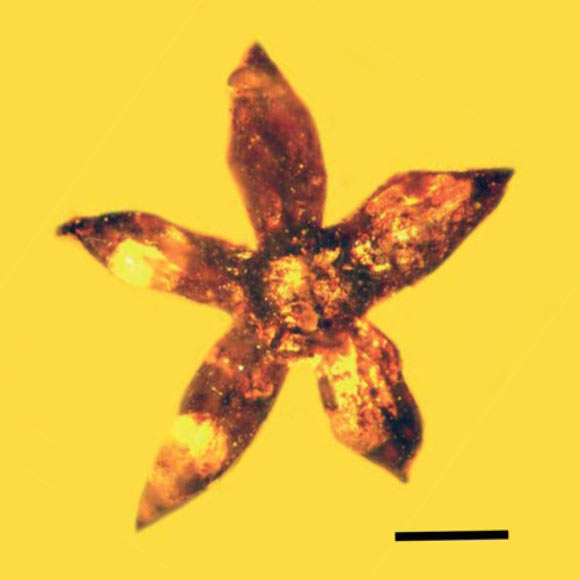 Tropidogyne pentaptera, holotype. Scale bars -1 mm. Image credit: George O. Poinar, Jr. / Kenton L. Chambers.
