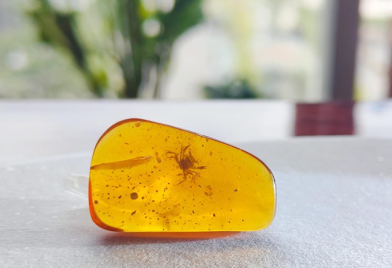 Cretapsara athanata: The first crab in amber from the dinosaur era. Credit: Xiao Jia (Longyin Amber Museum)