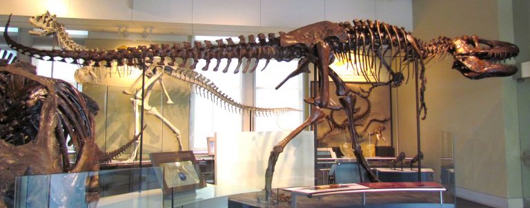 Daspletosaurus torosus, holotype CMN 8506, Canadian Museum of Nature, Ottawa. Author: D. Gordon E. Robertson