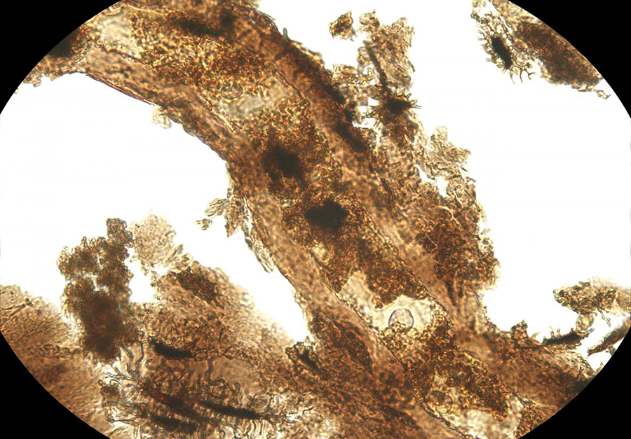 Dinosaur blood vessel with adjacent bone matrix that still contains bone cells. These structures have a perfect morphological preservation over hundreds of millions of years, but are chemically transformed through oxidative crosslinking. The extract comes from a sauropod dinosaur.  CREDIT Jasmina Wiemann/Yale University