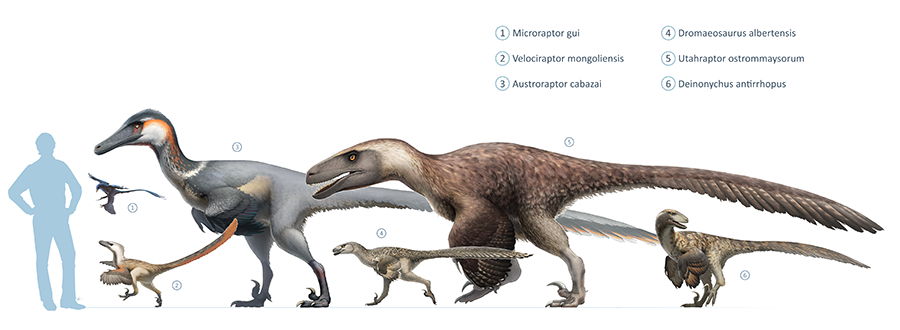 Life restoration (3) to scale with other dromaeosaurs