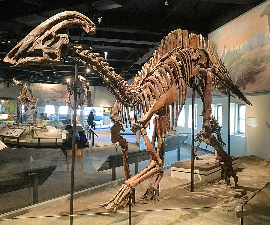 Mounted skeleton of Parasaurolophus cyrtocristatus, Field Museum of Natural History