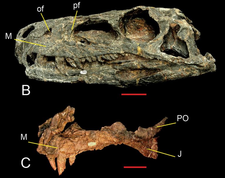First known skull, specimen PVSJ 407, and left maxilla PVSJ 053