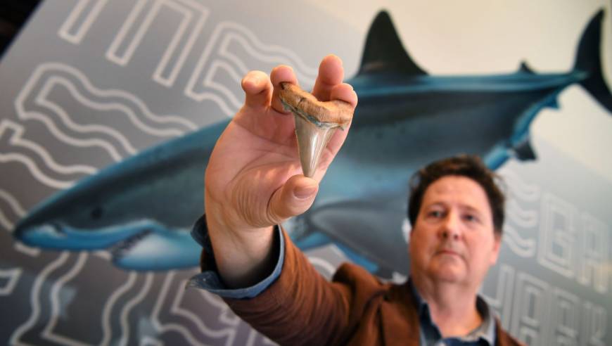 Fossil enthusiast Philip Mullaly holds a tooth from an extinct great jagged narrow-toothed shark at the Melbourne Museum on Thursday. | AFP-JIJI