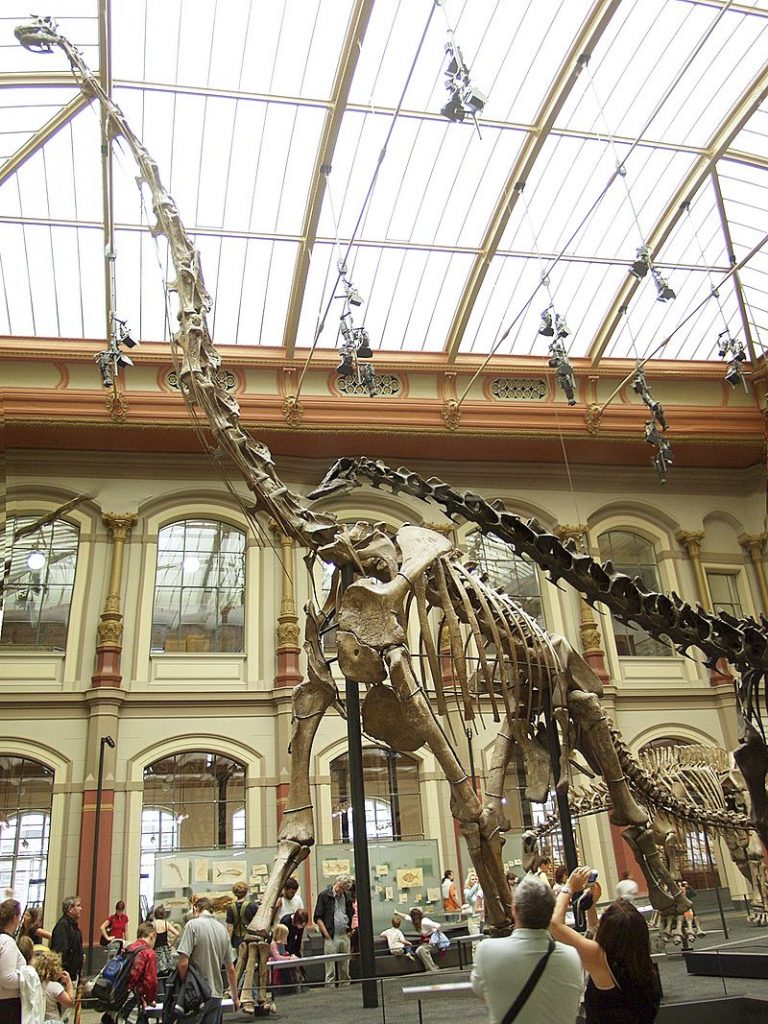 Giraffatitan skeleton in Berlin, formerly referred to as Brachiosaurus. © Raimond Spekking / CC BY-SA 4.0 (via Wikimedia Commons)