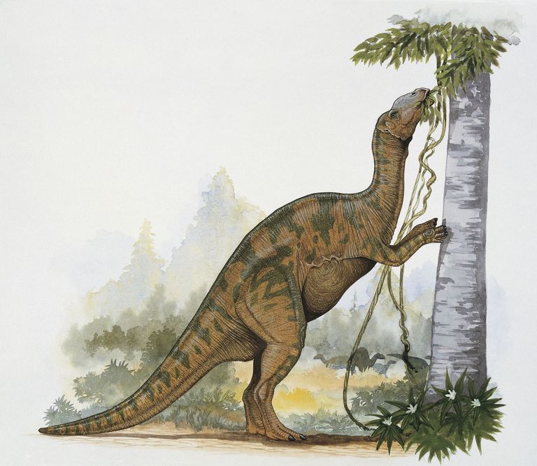  Hadrosaurus. DEA PICTURE LIBRARY / Getty Images