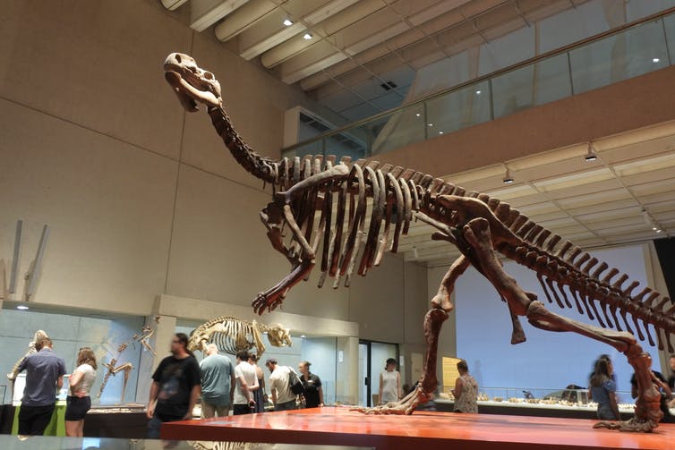 Here is a life-size skeleton of Muttaburrasaurus in the Queensland Museum. Muttaburrasaurus was a large, plant-eating dinosaur that lived in eastern Australia. Shutterstock