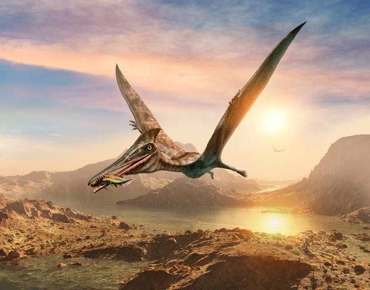 Here’s an artist’s impression of a pterosaurs. Shutterstock