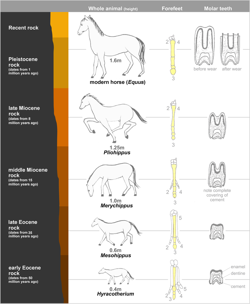 This image shows a representative sequence, but should not be construed to represent a “straight-line” evolution of the horse. Reconstruction, left forefoot skeleton (third digit emphasized yellow) and longitudinal section of molars of selected prehistoric horses  The Earliest Horses – Hyracotherium and Mesohippus