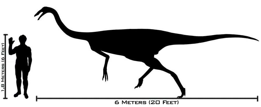 Human-gallimimus size comparison