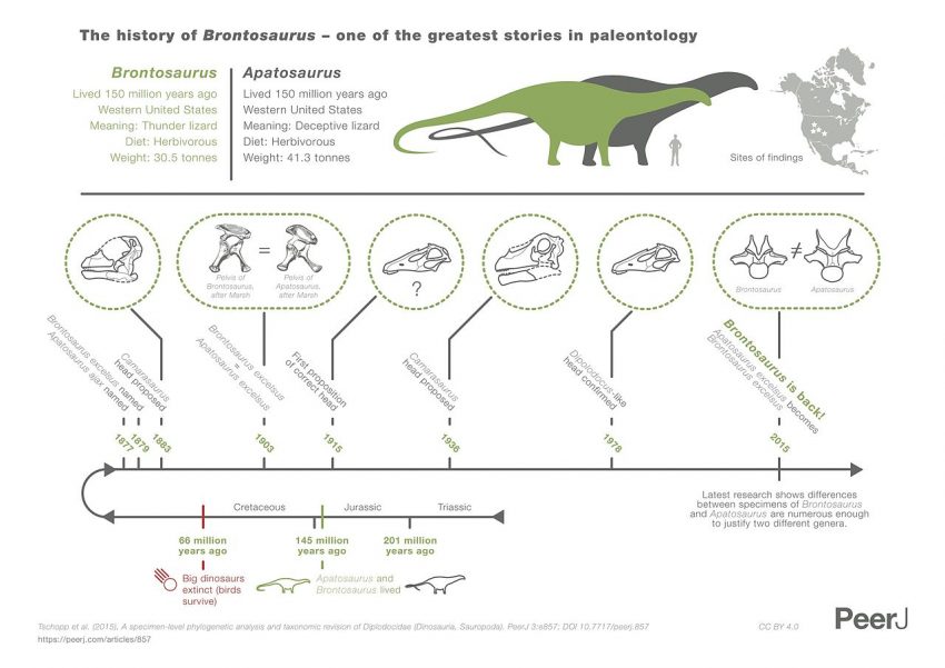 Infographic explaining the history of Brontosaurus and Apatosaurus according to Tschopp et al. 2015