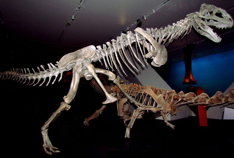 Majungasaurus crenatissimus, Royal Ontario Museum, Toronto, Ontario, Museum. Photo by D. Gordon E. Robertson