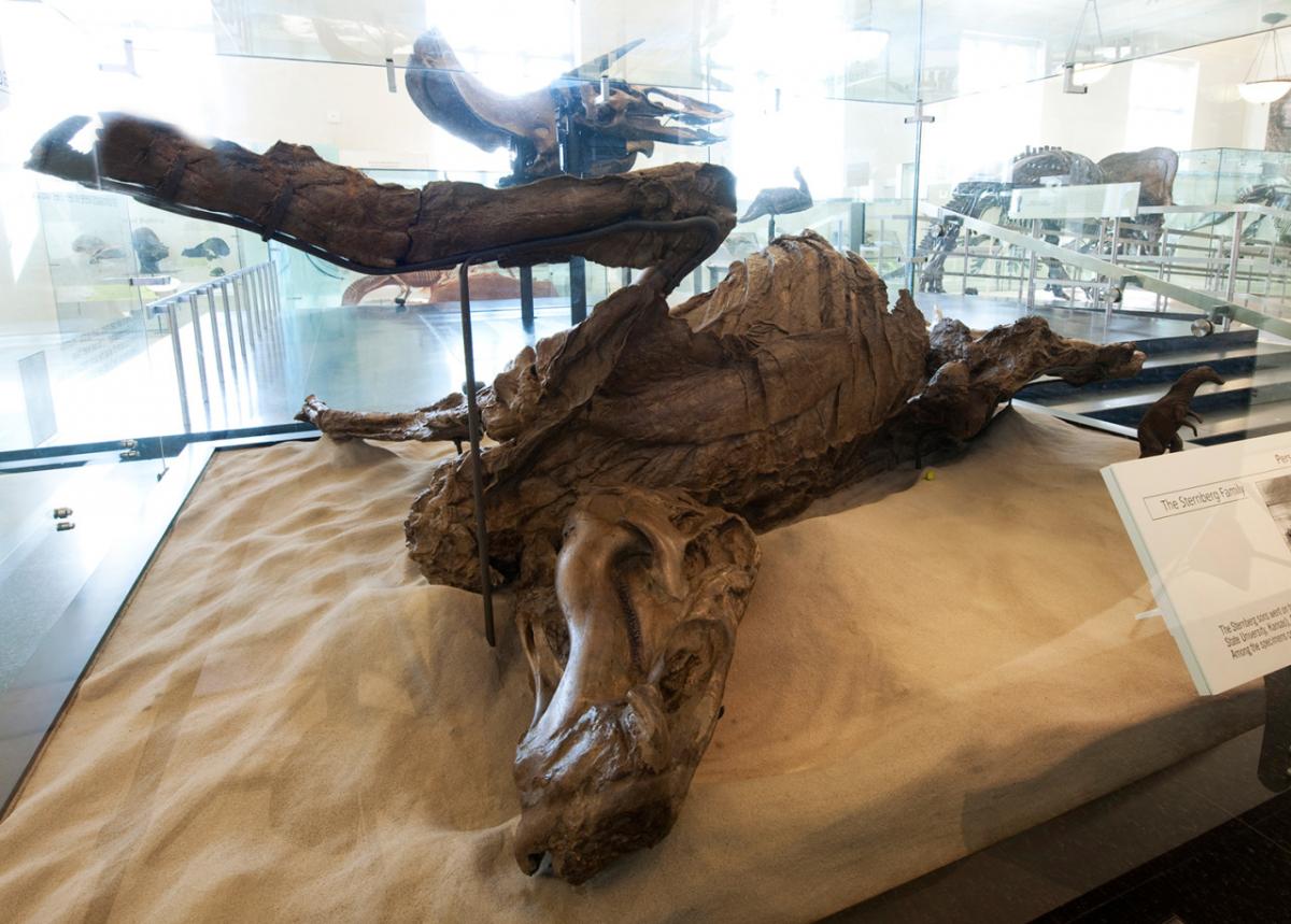 Meet the Museum’s Dinosaur Mummy, a fossilized imprint of the carcass of a duck-billed dinosaur Edmontosaurus. The specimen gained its nickname by virtue of the amazingly detailed traces of soft tissue—skin, flesh, and even tendons. It is one of the most complete examples of dinosaur remains ever found, and, as such, represents one of the greatest discoveries in the history of paleontology. 