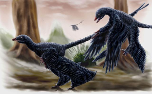 One Species of Microraptor Had Black Feathers