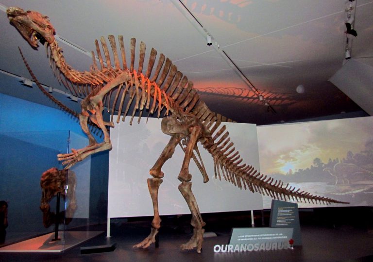 Ouranosaurus nigeriensis, Royal Ontario Museum, Toronto, Ontario, Canada