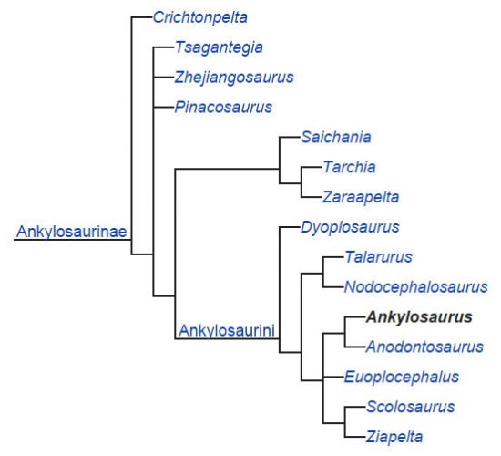 Phylogenetic analysis of the Ankylosaurinae