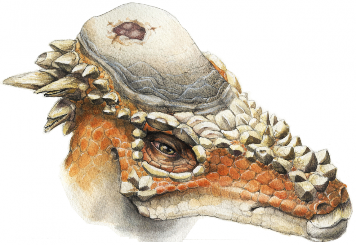 Reconstruction of Pachycephalosaurus wyomingensis with cranial lesion.