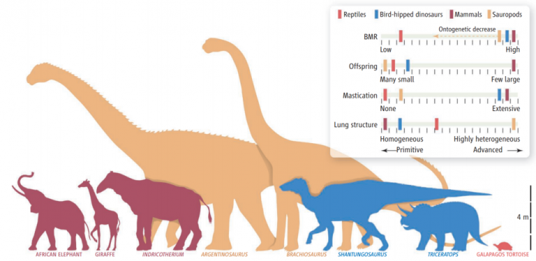 Sauropod features vs other-groups
