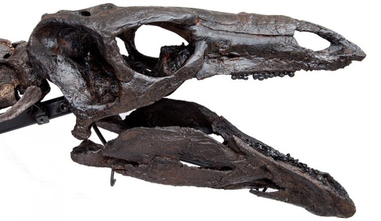 Side view of the Stegosaurus skull