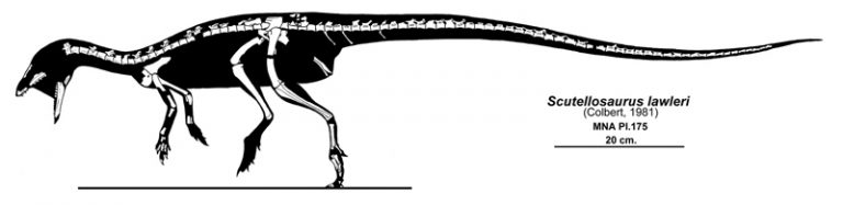 Skeletal reconstruction showing known material. Author: Jaime A. Headden