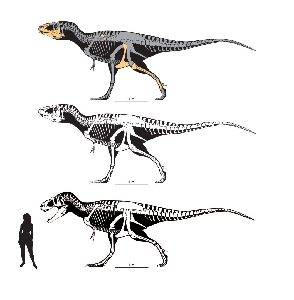 Skeletal reconstructions of Lythronax, the yellow bones at top showing known elements. Art by Scott Hartman