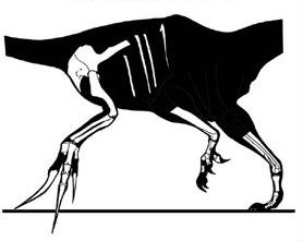 Skeletal showing the known material of Therizinosaurus cheloniformes by Jaime A. Headden