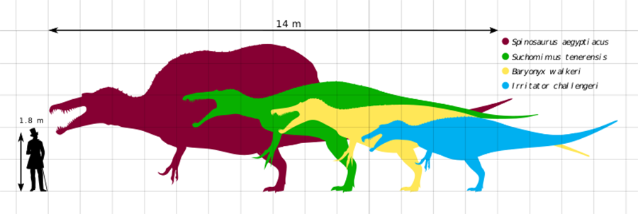 Scale chart of 4 different members of the Spinosauridae family: Spinosaurus, Suchomimus, Baryonyx, and Irritator.
