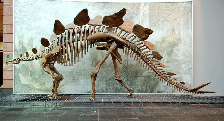 Stegosaurus, the classic Jurassic stegosaur that gave this breed its name (Senckenberg Museum)